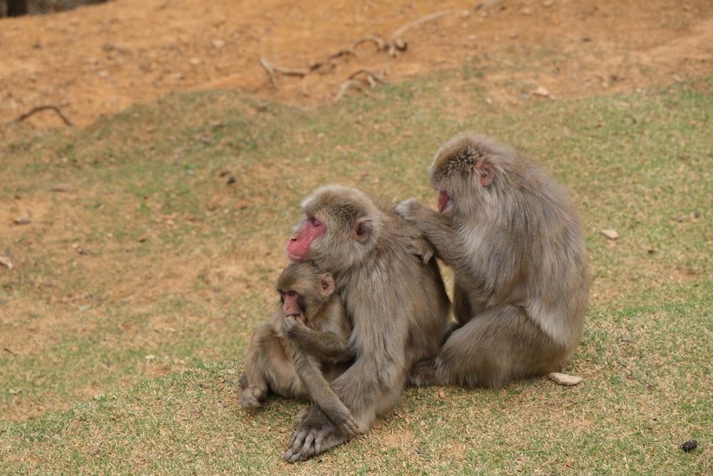 a couple of monkeys sitting on top of a grass covered field