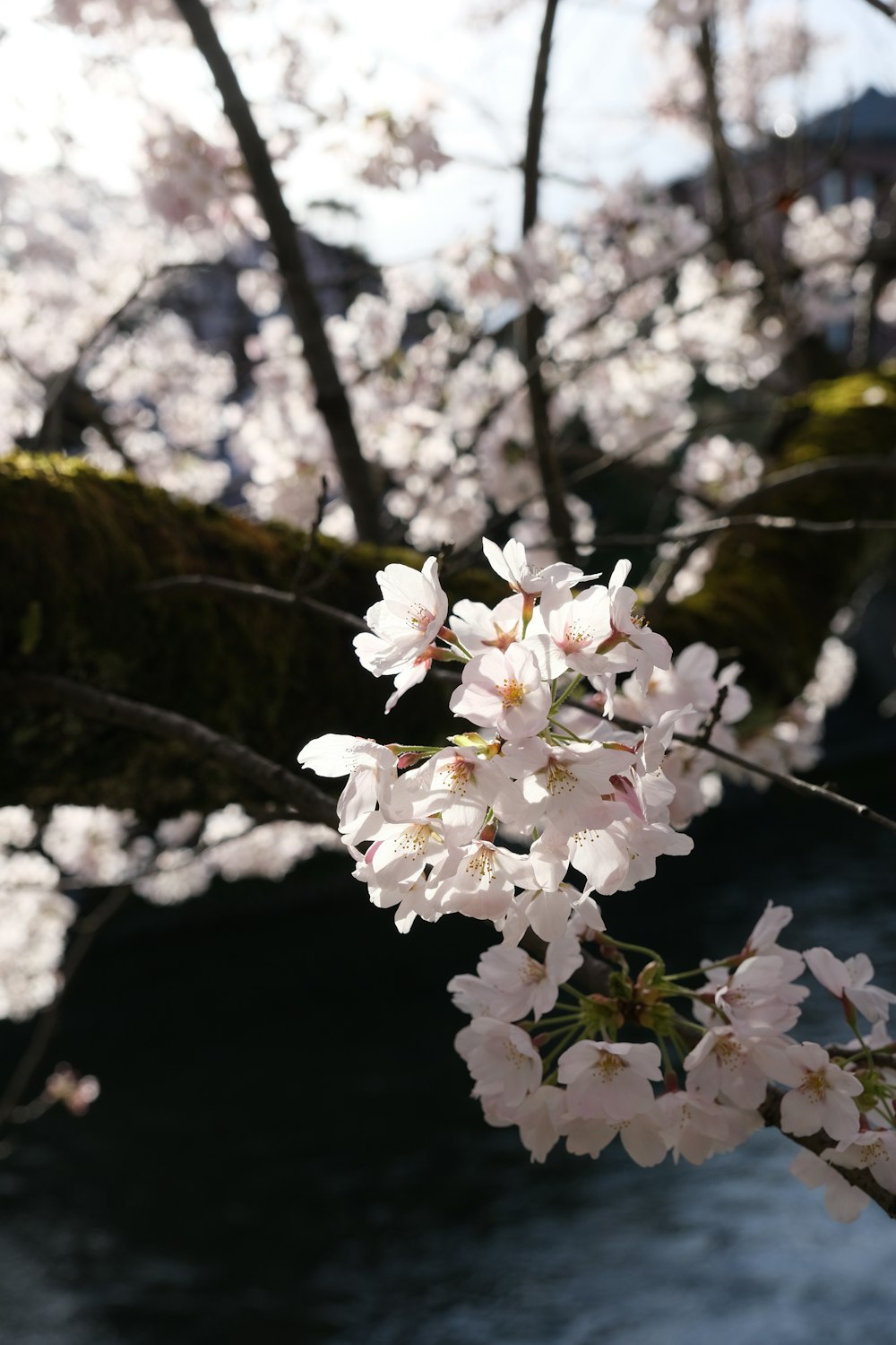 a branch of a cherry blossom tree with water in the background