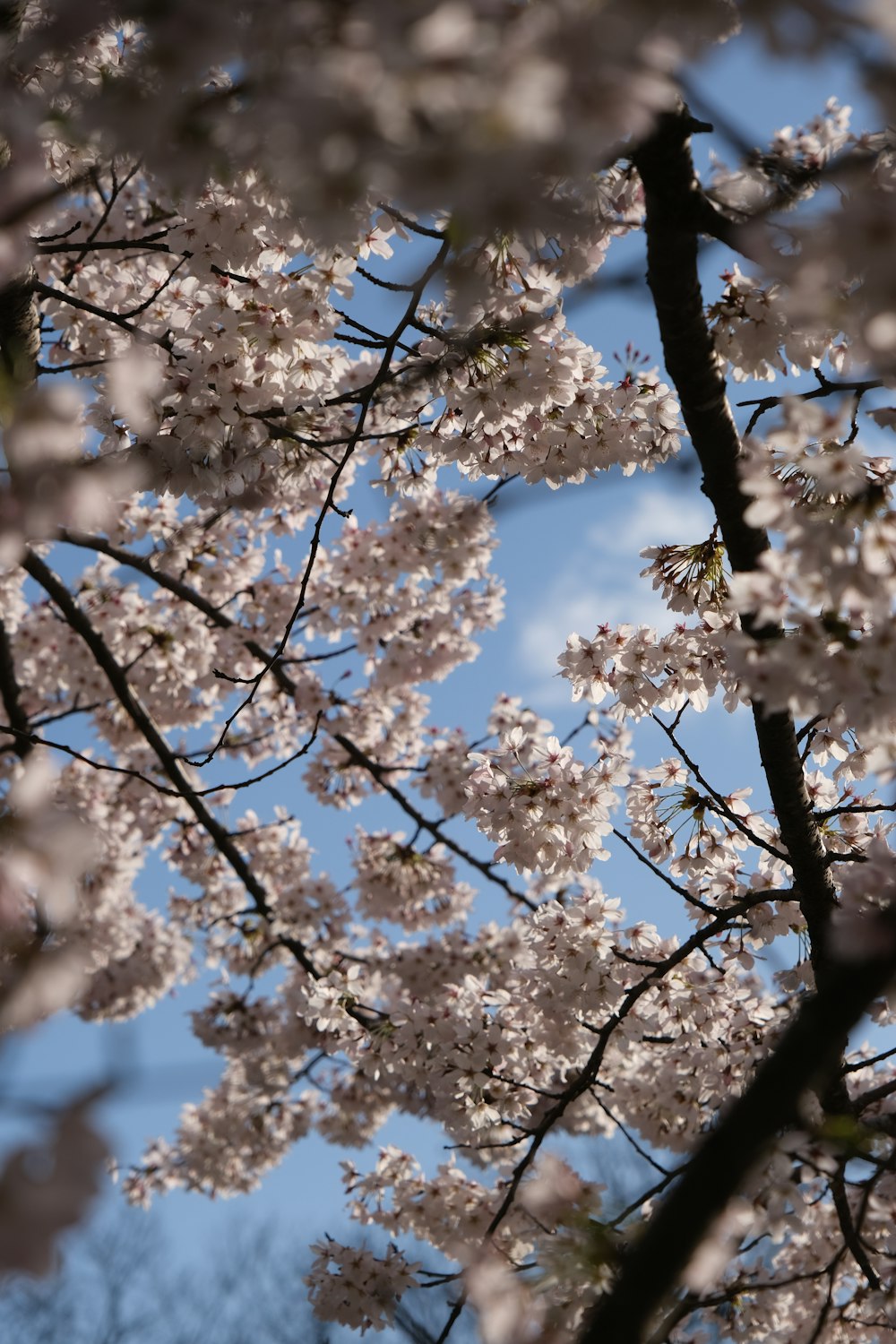 the branches of a cherry blossom tree with a blue sky in the background