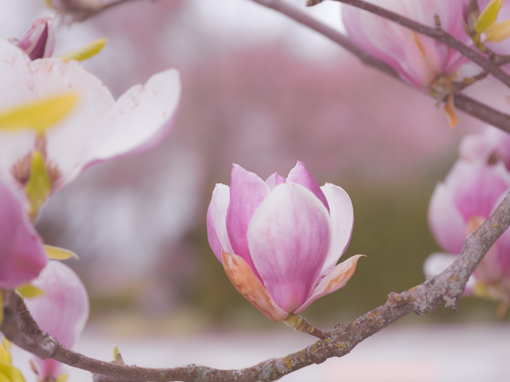 a close up of a pink flower on a tree branch