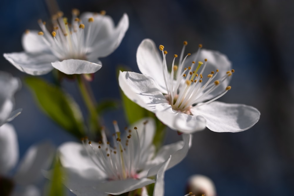 a bunch of white flowers with green leaves