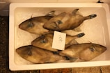 Several fish are neatly arranged in a white cooler filled with ice. Each fish has a flat, elongated shape with visible scales and a distinct rectangular fin near the tail. A small card with a number written on it is placed on top of one of the fish.