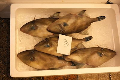 Several fish are neatly arranged in a white cooler filled with ice. Each fish has a flat, elongated shape with visible scales and a distinct rectangular fin near the tail. A small card with a number written on it is placed on top of one of the fish.