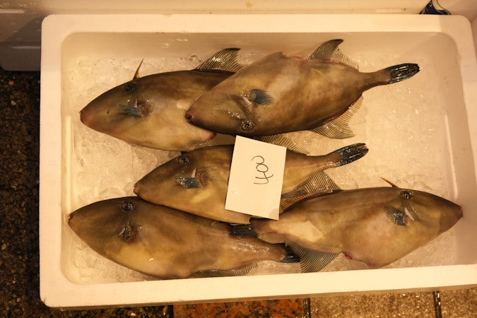 Exploring the Fascinating World of Fish Identification
