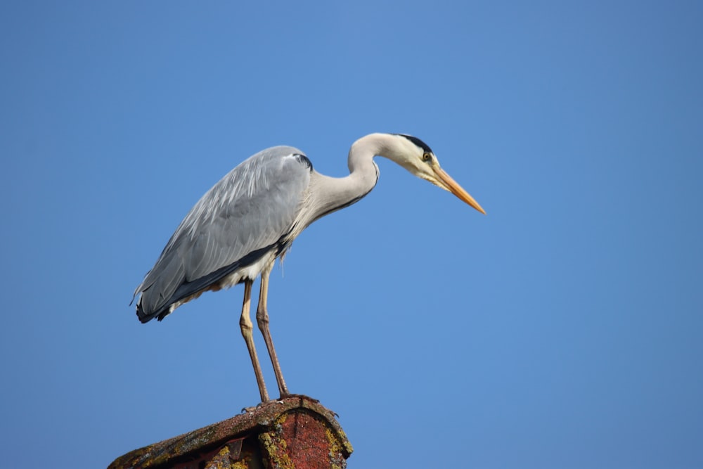 Un grande uccello in piedi sulla cima di un tetto arrugginito