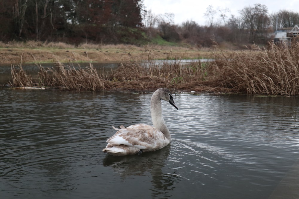 un cygne blanc flottant au-dessus d’un plan d’eau