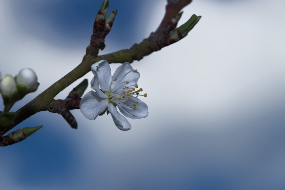 a white flower is blooming on a tree branch
