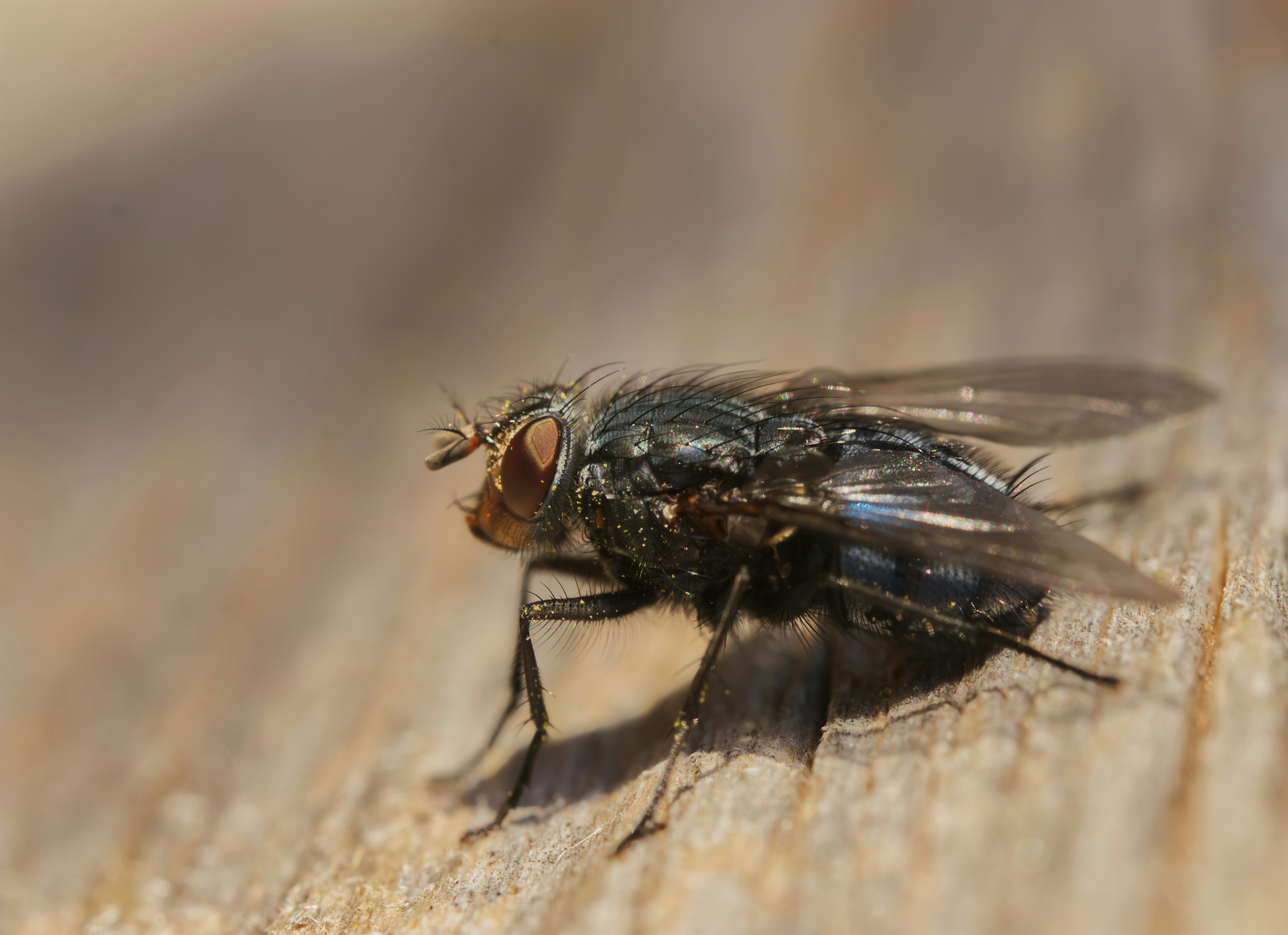 Photo by fidgetingferdie