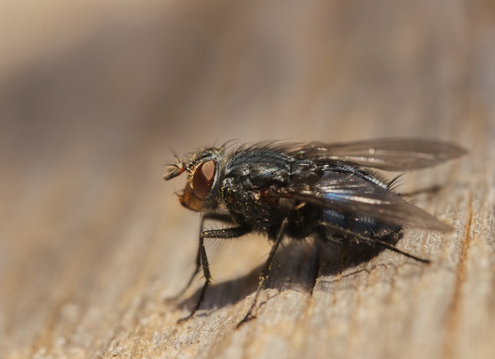 a close up of a fly on a piece of wood