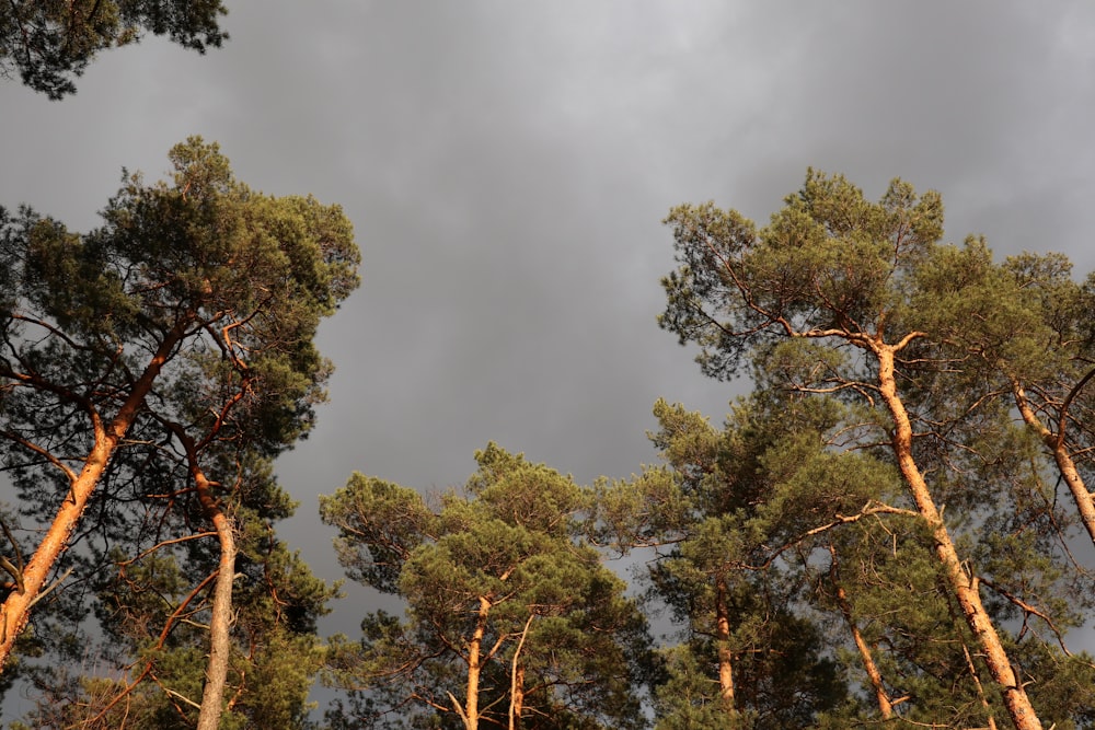 a forest filled with lots of tall trees under a cloudy sky