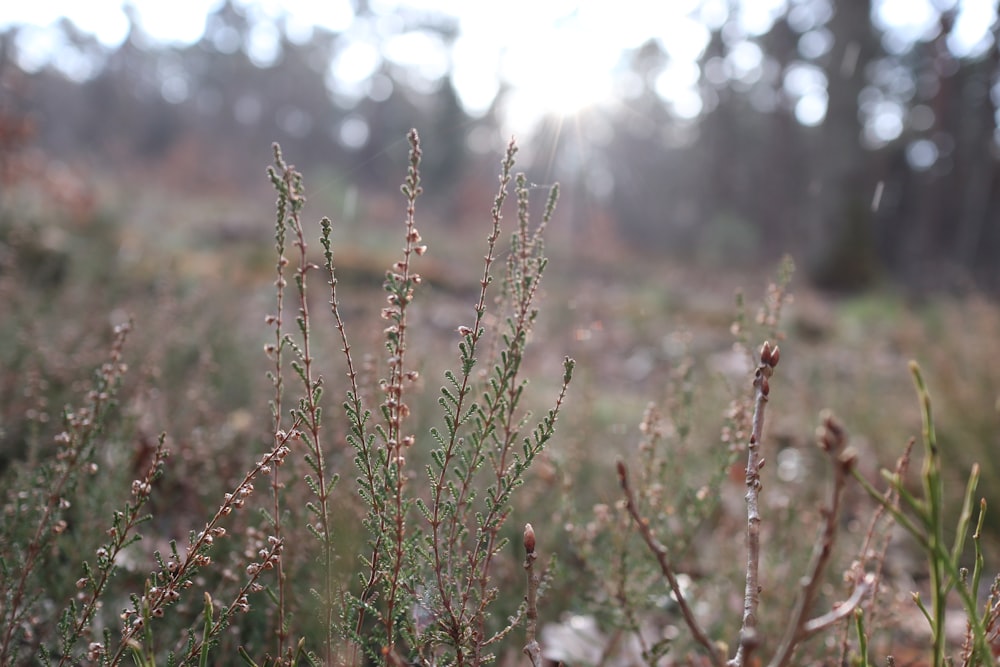 a close up of a plant in a field with trees in the background