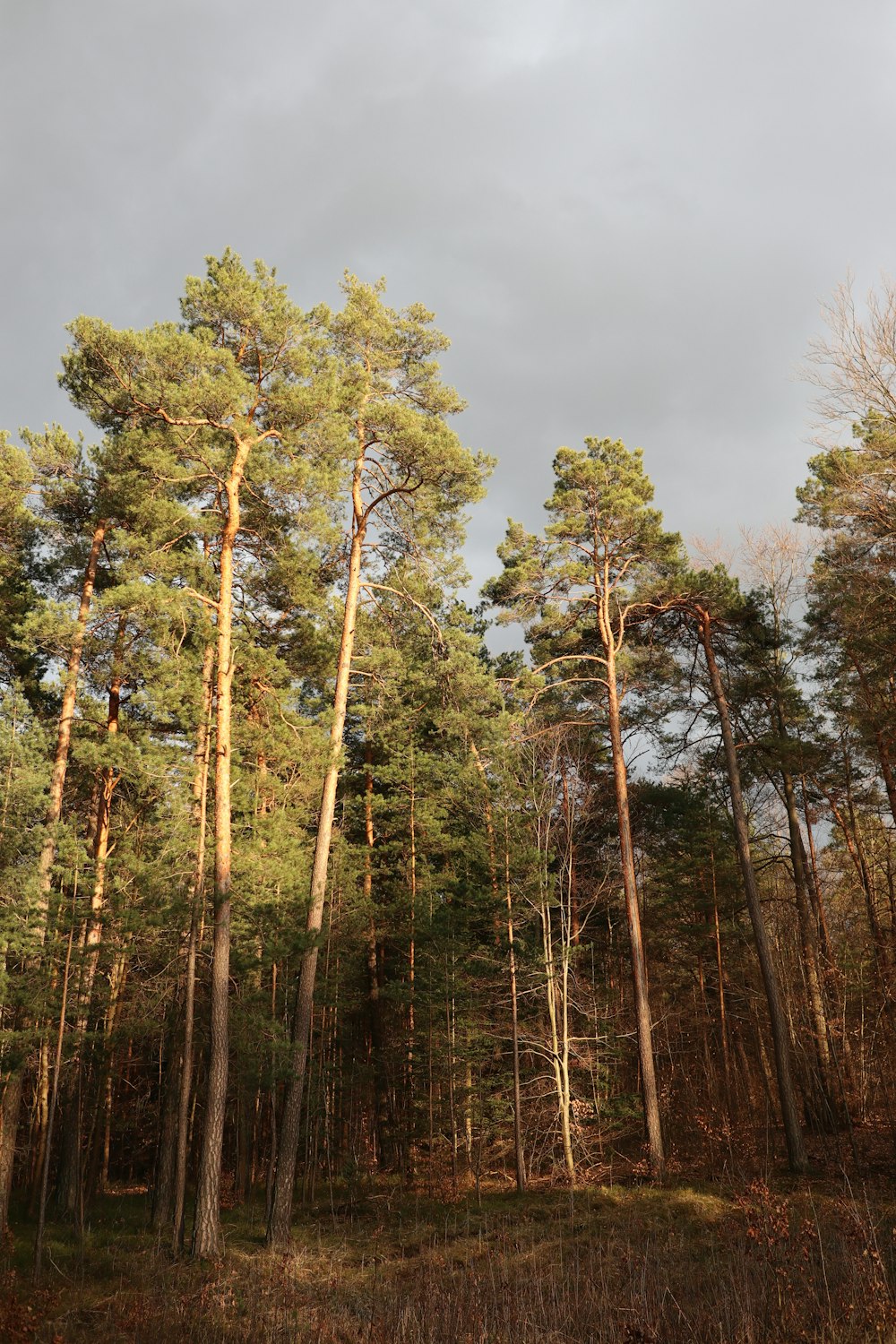 a forest filled with lots of tall trees