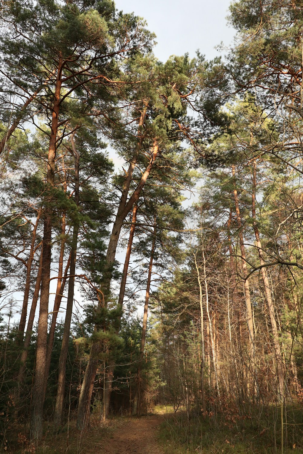 a dirt path in the middle of a forest