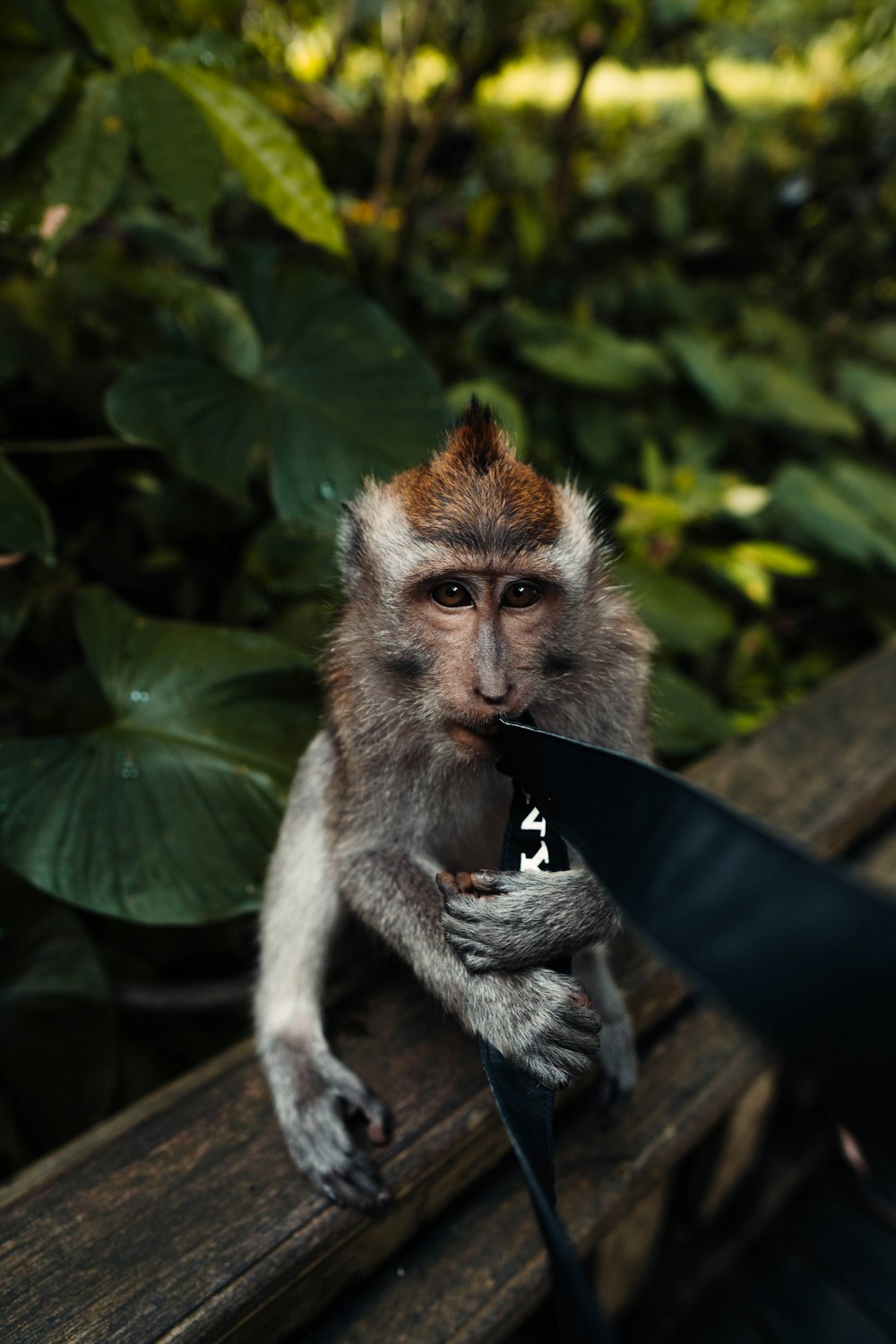 a monkey sitting on a bench holding a knife