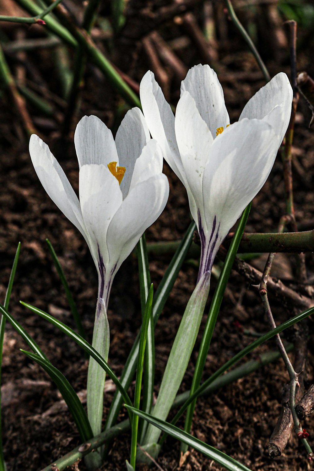 three white flowers are growing in the dirt