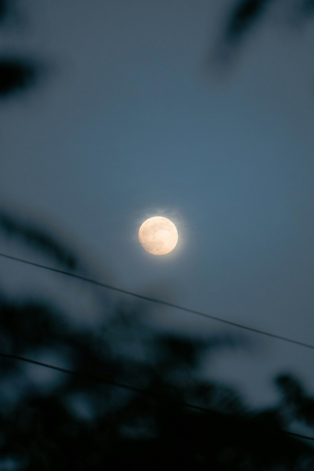 a full moon seen through the branches of a tree