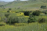 A peaceful landscape of rolling hills in the Kurdish region during springtime bloom.