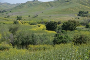 A peaceful landscape of rolling hills in the Kurdish region during springtime bloom.