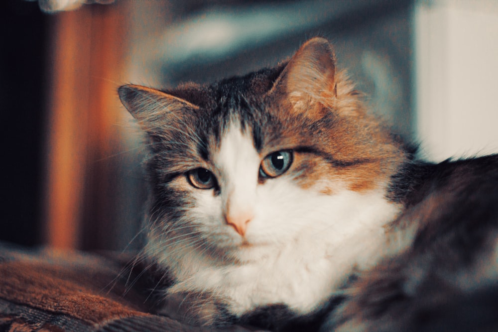 a close up of a cat laying on a bed