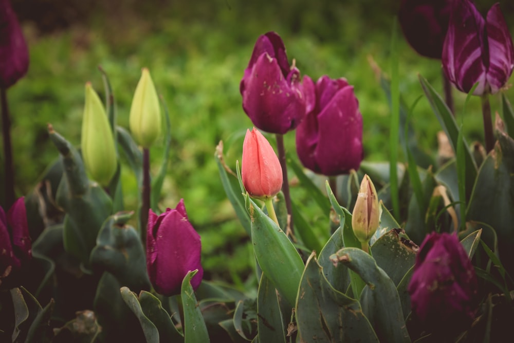 a group of purple and red tulips in a field