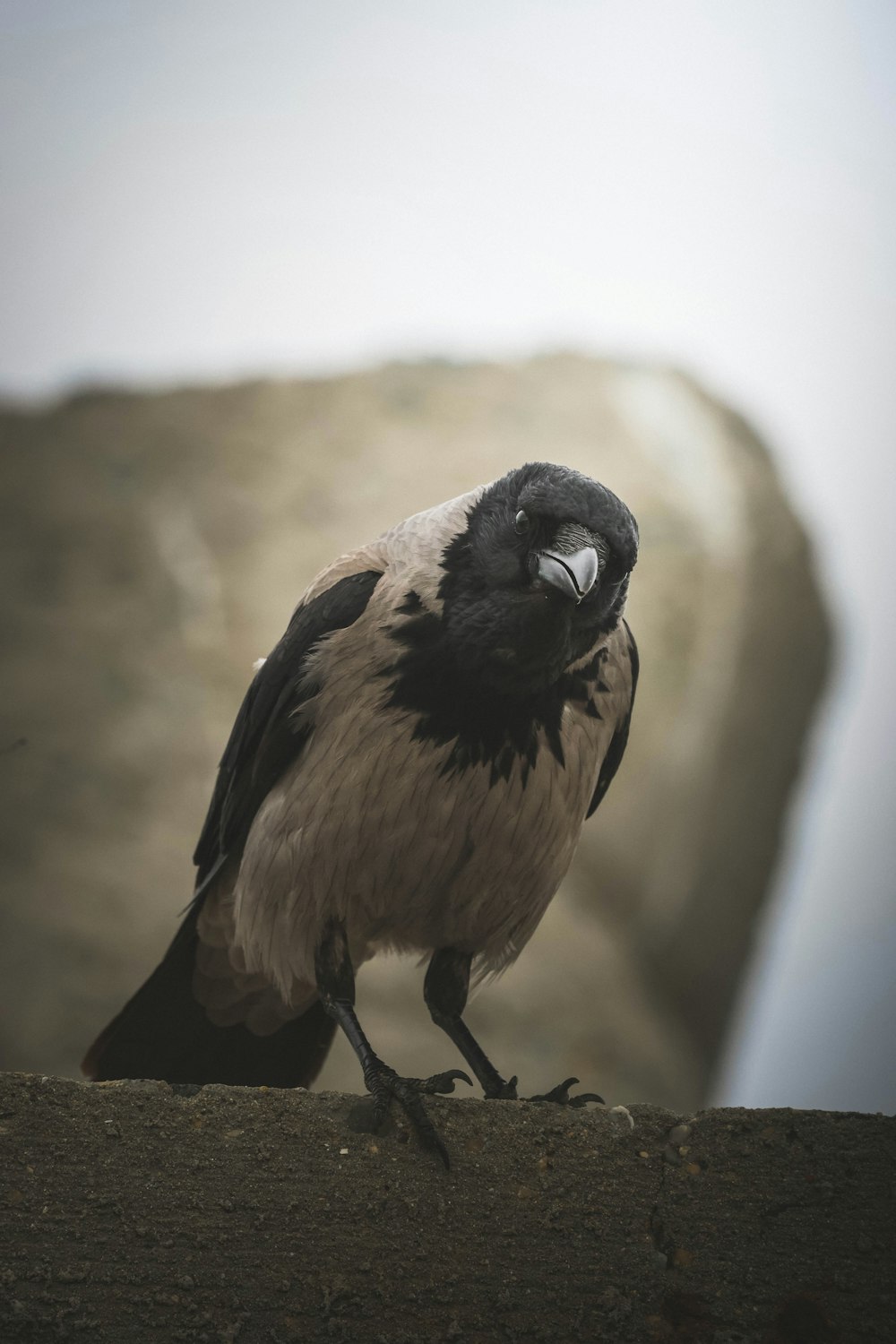 a black and white bird sitting on a ledge