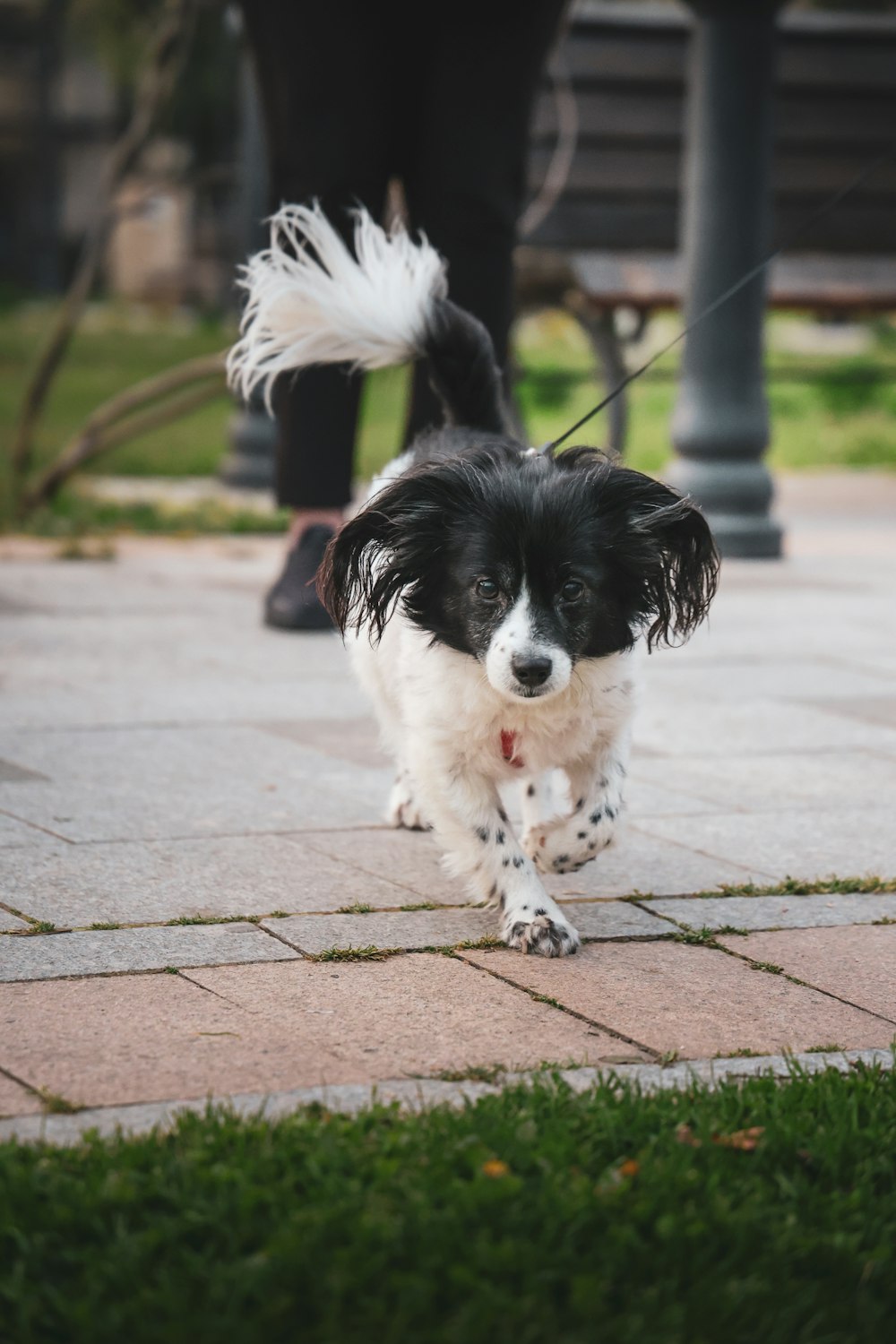 a black and white dog walking down a sidewalk