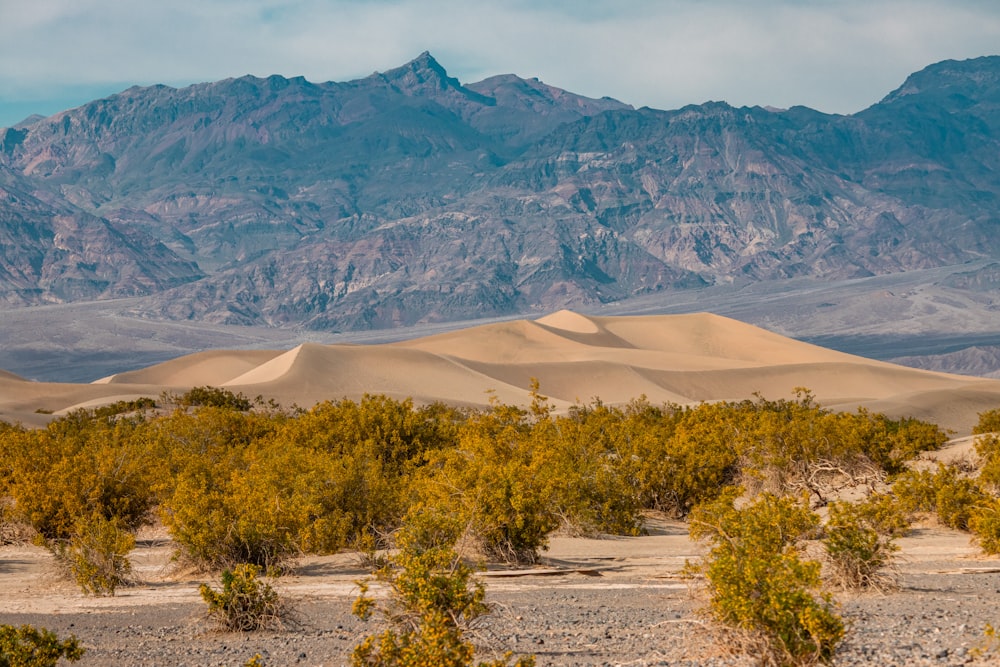 a mountain range in the distance with trees in the foreground