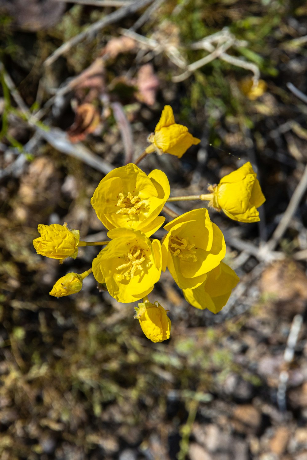 a bunch of yellow flowers that are in the dirt