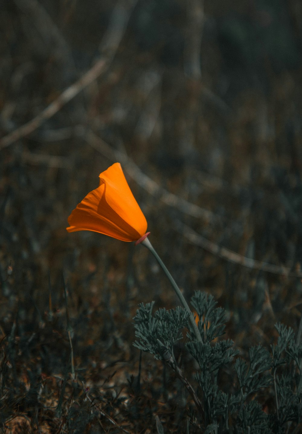 a single orange flower sitting in the middle of a forest