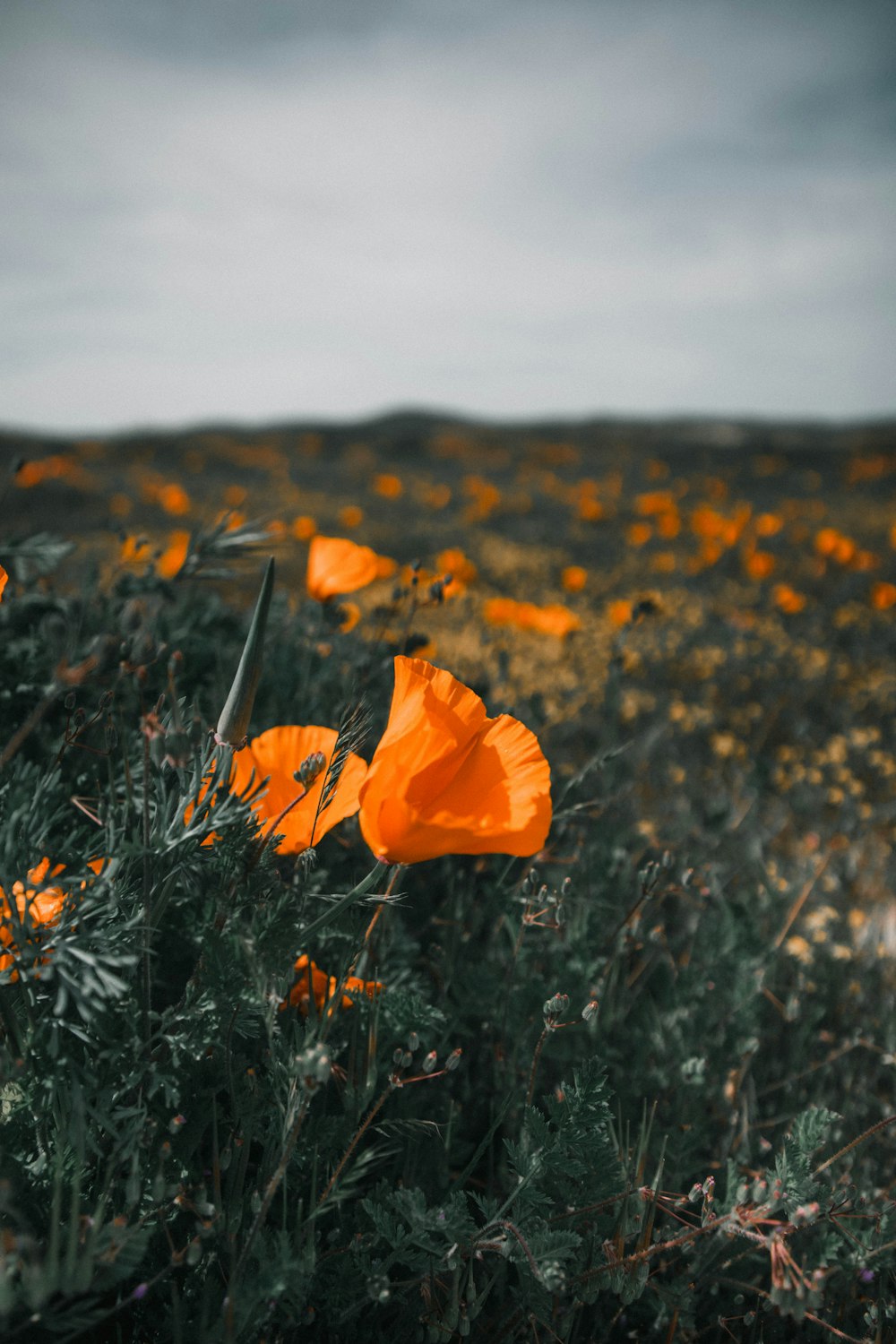 a field full of orange flowers under a cloudy sky