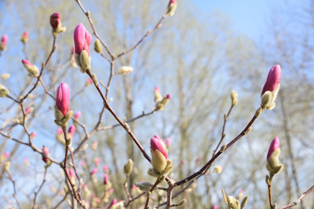 a close up of a tree with pink flowers