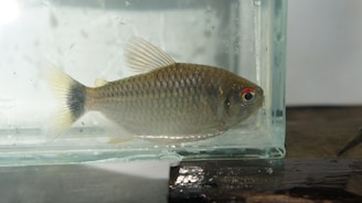 A small fish with silvery scales and a noticeable orange eye is swimming inside a clear glass container. The fish is positioned horizontally and appears to be well lit, highlighting the details of its scales and fin structures. The glass container is placed on a wooden surface, and a subtle play of light creates reflections and shadows within the container.