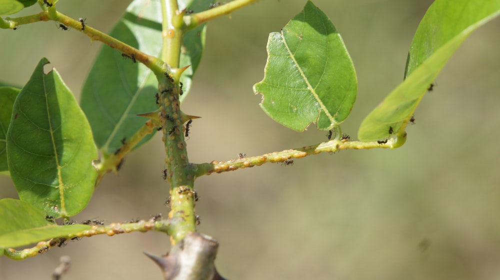 a close up of a green leaf on a tree