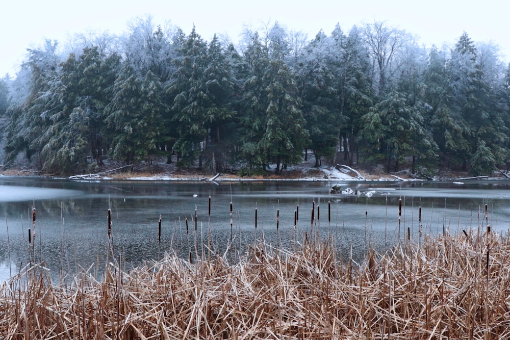 a body of water surrounded by a forest