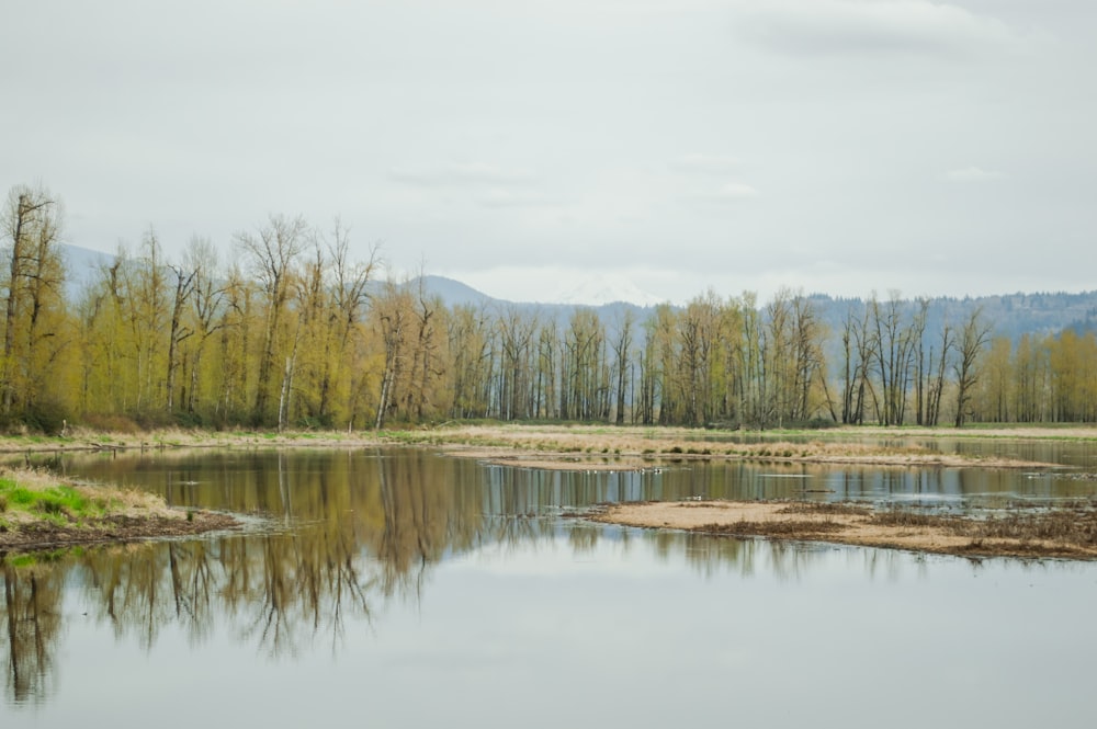 a body of water surrounded by trees and grass