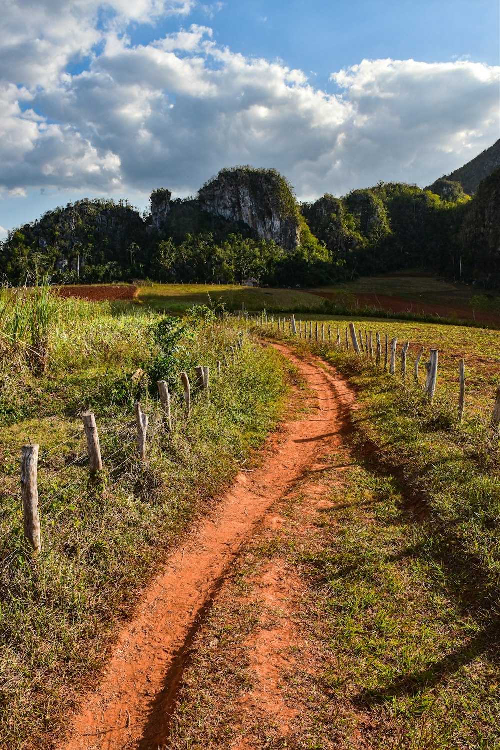 a dirt path in a grassy field with a mountain in the background