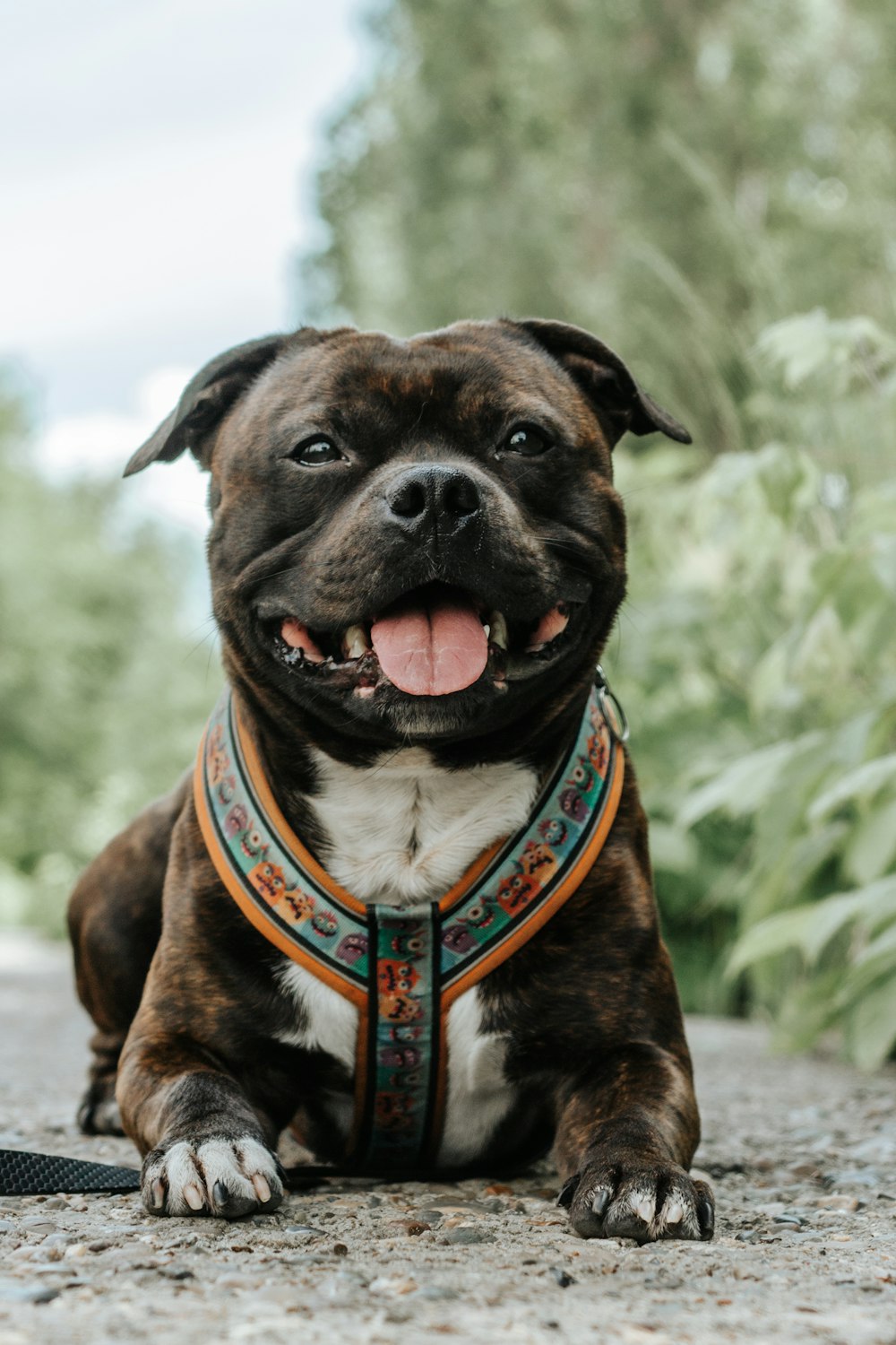 a brown and white dog laying on top of a road