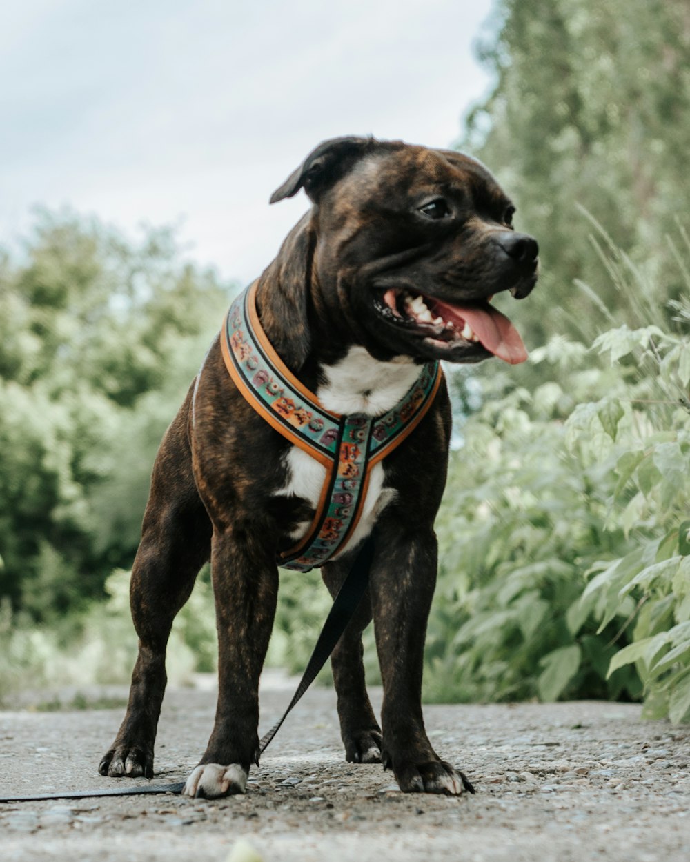 a brown and white dog standing on top of a dirt road