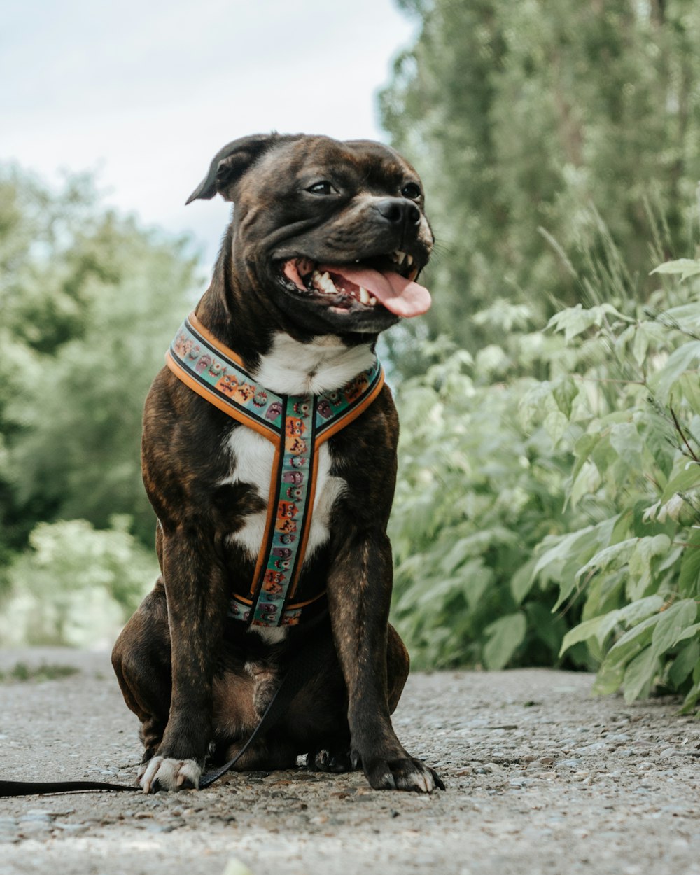 a brown and white dog sitting on top of a gravel road