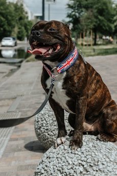 A brown and white dog with a broad build and short coat sits on a round, textured concrete structure. The dog is wearing a Union Jack patterned collar with a leash attached. Its tongue is out, conveying a sense of being content and possibly panting from warmth. The background includes a sidewalk, greenery, and some blurred vehicles in the distance.