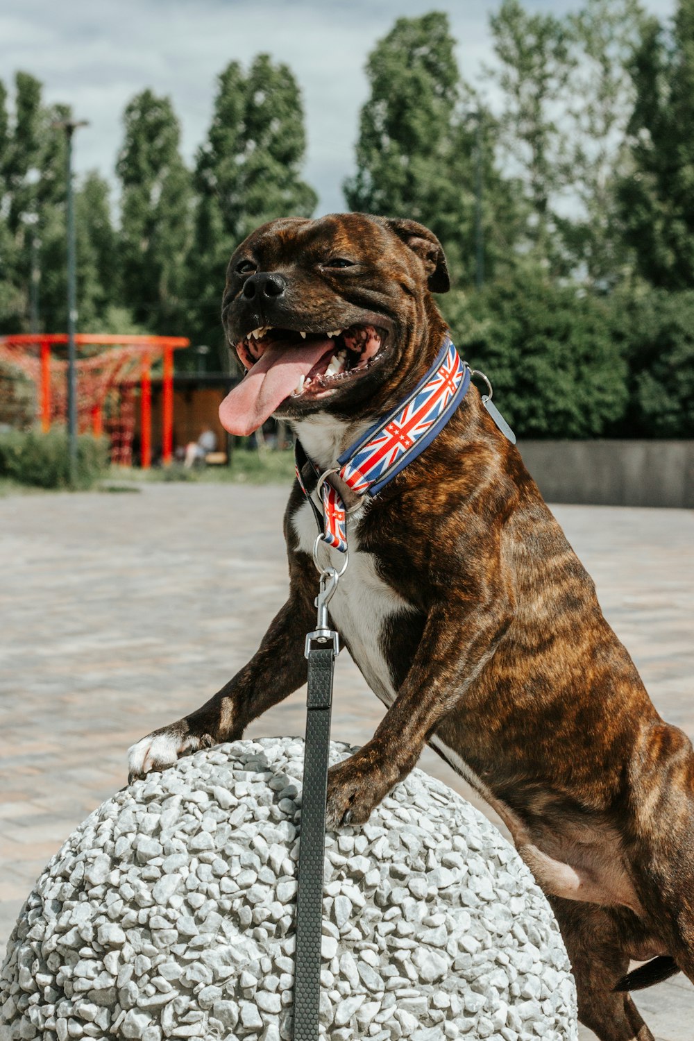 a brown and white dog sitting on top of a rock