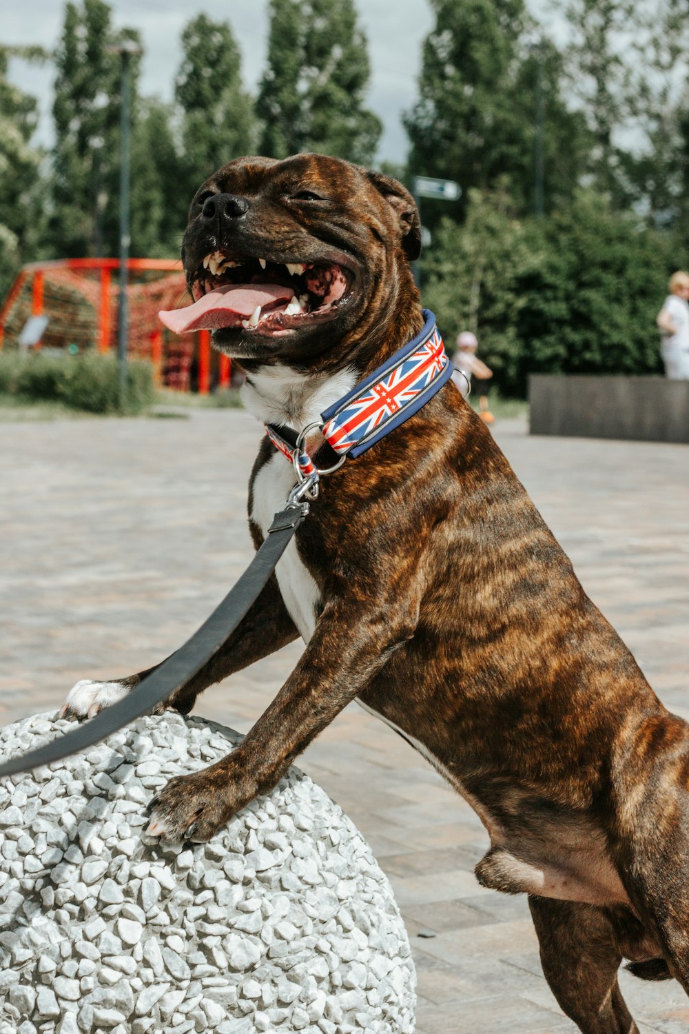 a brown and white dog standing on top of a rock