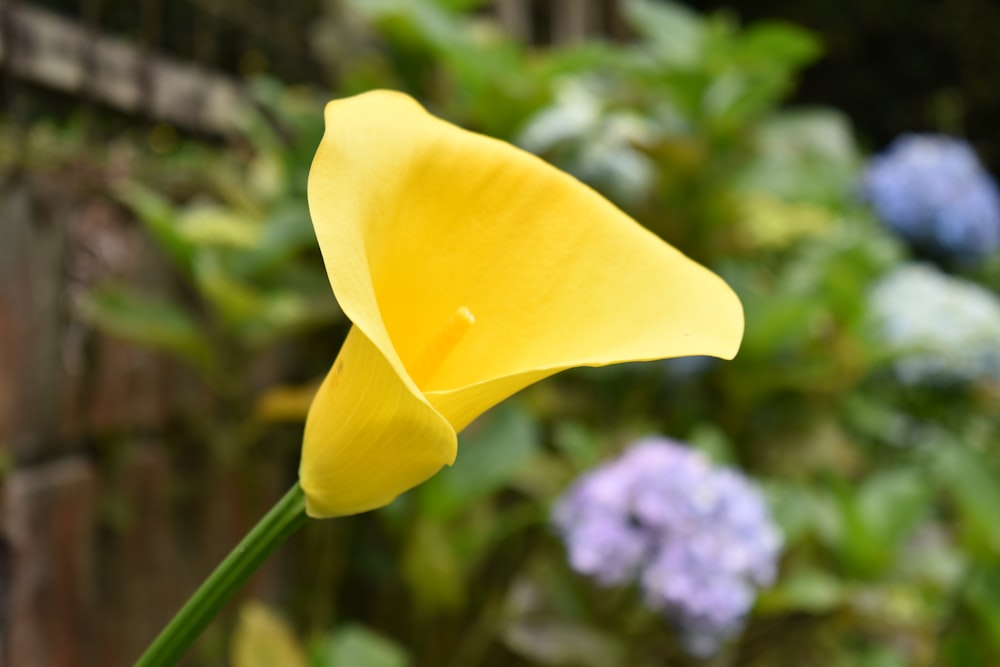 a close up of a yellow flower in a garden