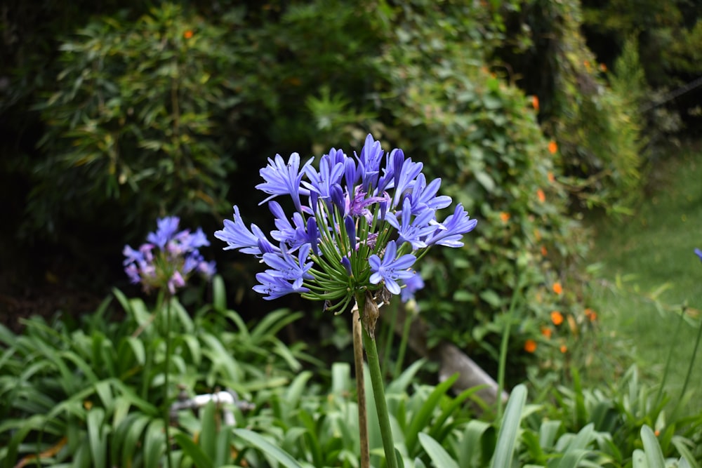 a bunch of blue flowers that are in the grass