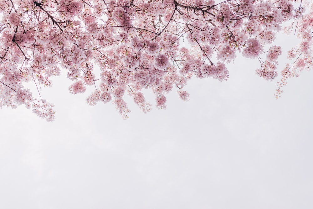 a tree with lots of pink flowers on it