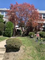 A vibrant red tree stands prominently in front of a brick building with white-framed windows. Surrounding the tree is well-maintained greenery, including a neatly trimmed bush in the foreground and a pathway leading to the entrance. The sky is clear and blue, adding to the serene atmosphere.