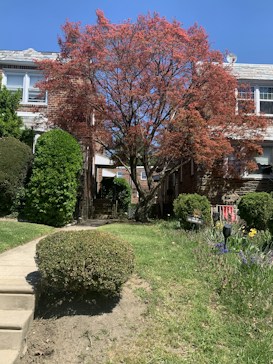 A vibrant red tree stands prominently in front of a brick building with white-framed windows. Surrounding the tree is well-maintained greenery, including a neatly trimmed bush in the foreground and a pathway leading to the entrance. The sky is clear and blue, adding to the serene atmosphere.
