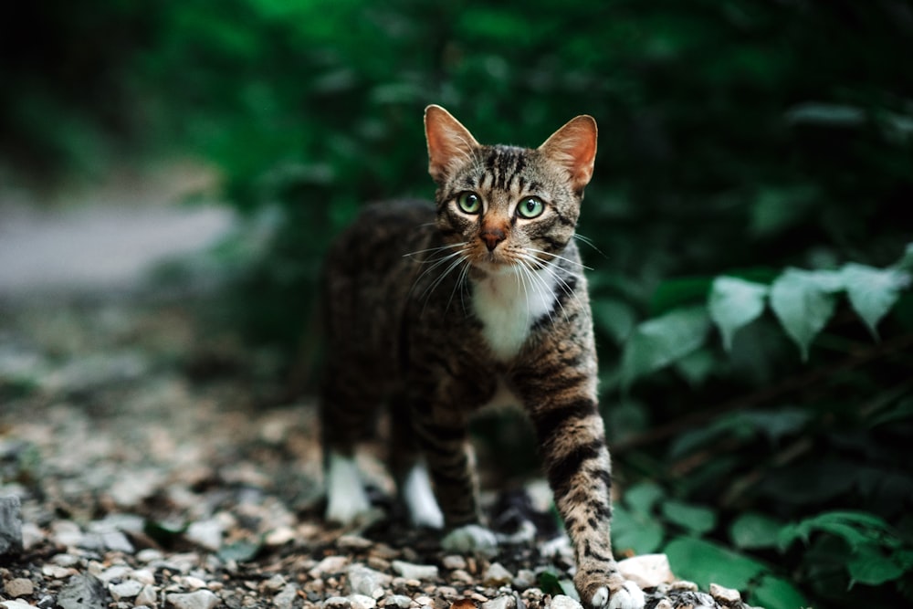 a cat standing on a gravel road next to a forest