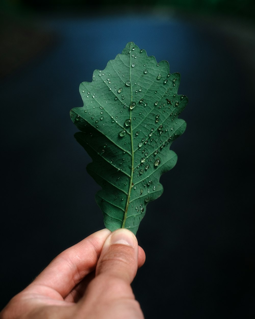 a hand holding a green leaf with drops of water on it