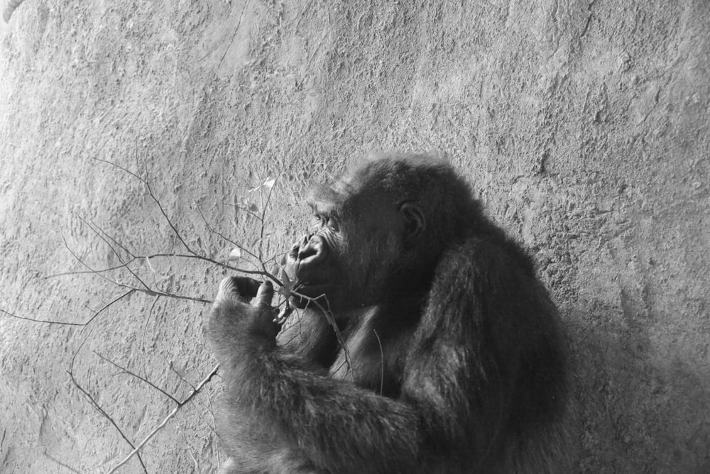 a gorilla sitting on a rock eating a branch